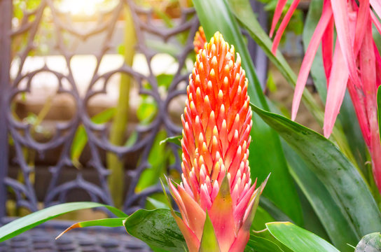 Flowering vriesea plants in thickets of tropical moist forest.