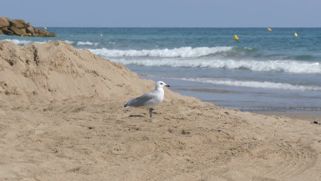 Large beautiful white seagull walks on the shore of a clear blue sea over the sand