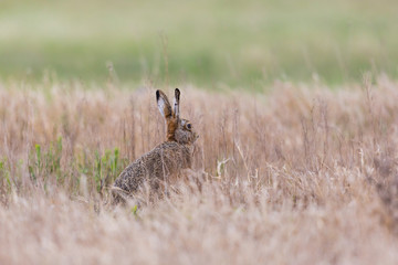 european brown hare jackrabbit (lepus europaeus) hidden in toasted grassland