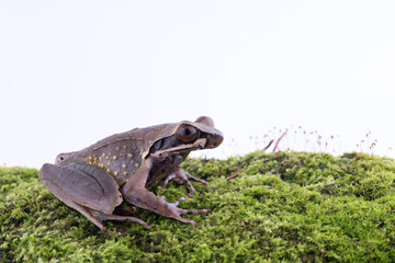 Megophrys parva (Lesser Stream Horned Frog) : frog on white background. Amphibian of Thailand