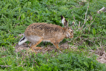 Naklejka na ściany i meble european brown hare jackrabbit (lepus europaeus) in green meadow