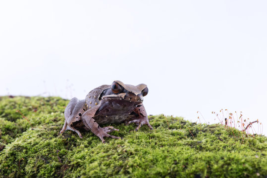 Megophrys parva (Lesser Stream Horned Frog) : frog on white background. Amphibian of Thailand