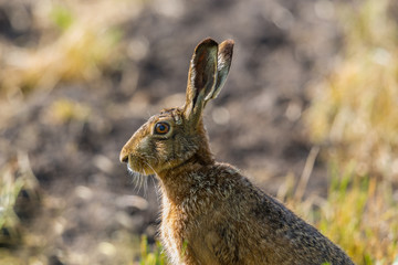 side view portrait sitting european brown hare jackrabbit (lepus europaeus)