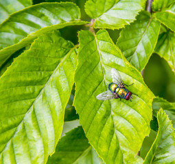 iridescent fly on green leaf