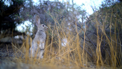 Cute rabbit