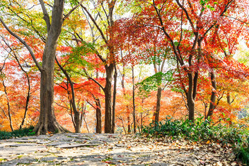 Fototapeta na wymiar Colorful maple leaves in autumn