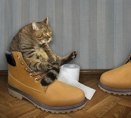 The cat defecates on a big shoe in the apartment. - obrazy, fototapety, plakaty