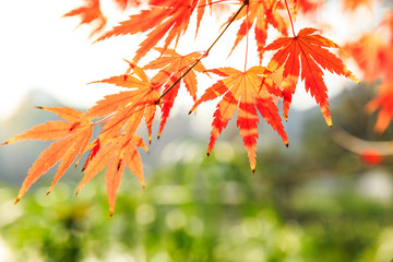 Colorful maple leaves in autumn