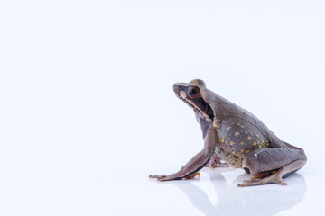 Megophrys parva (Lesser Stream Horned Frog) : frog on white background. Amphibian of Thailand