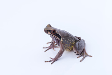 Megophrys parva (Lesser Stream Horned Frog) : frog on white background. Amphibian of Thailand