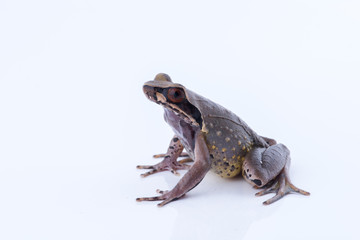 Megophrys parva (Lesser Stream Horned Frog) : frog on white background. Amphibian of Thailand