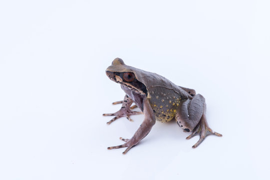 Megophrys parva (Lesser Stream Horned Frog) : frog on white background. Amphibian of Thailand