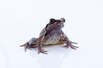 Megophrys parva (Lesser Stream Horned Frog) : frog on white background. Amphibian of Thailand
