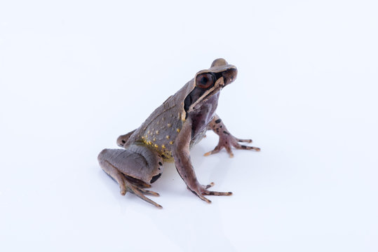 Megophrys parva (Lesser Stream Horned Frog) : frog on white background. Amphibian of Thailand