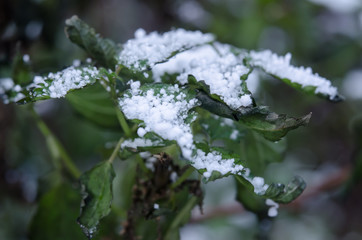 Snow on the green leaf. Snowflakes close-up.