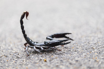 Scorpion is walking on the road