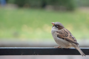 The sparrow looks up into the sky