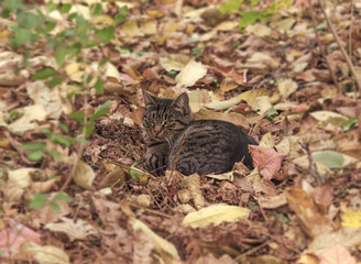 Adorable homeless lonely cat in the garden autumn season leaves