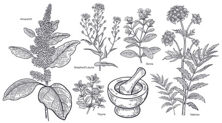 Set of imedical plants, flowers and herbs. - obrazy, fototapety, plakaty