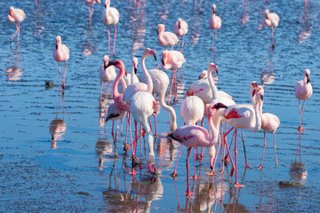 Naklejka premium Group of pink flamingos on the sea at Walvis Bay, the atlantic coast of Namibia, Africa.