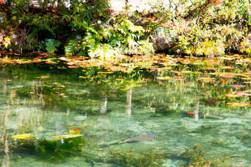 Monet's Pond, Seki, Gifu, Japan