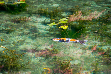 Fototapeta na wymiar Monet's Pond, Seki, Gifu, Japan