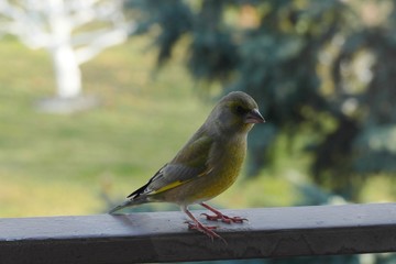 greenfinch