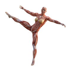 3D Rendering Female Anatomy Figure on White