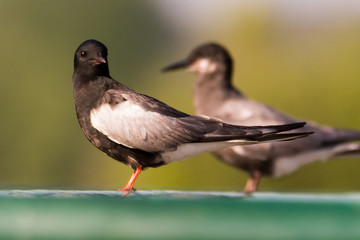 white-winged tern Chlidonias leucopterus