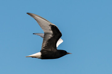 white-winged tern Chlidonias leucopterus