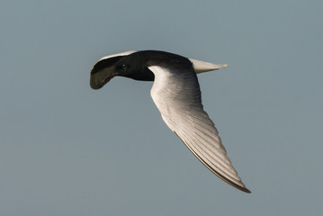white-winged tern Chlidonias leucopterus