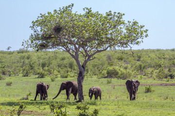 African bush elephant in Kruger National park, South Africa
