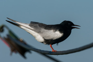 white-winged tern Chlidonias leucopterus
