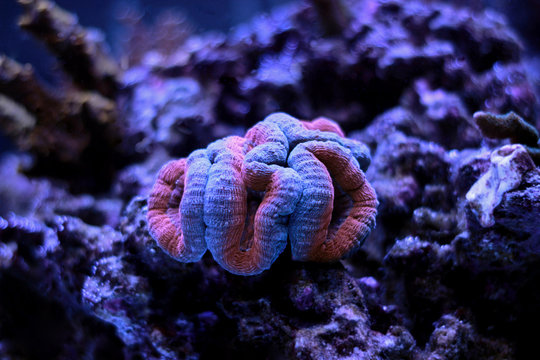 Open brain lps coral in reef tank
