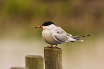 Arctic tern Sterna paradisaea