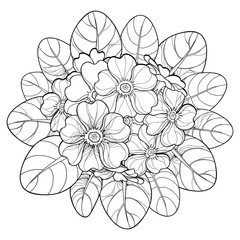 Vector bouquet with outline Primula or Primrose flower and leaves in black isolated on white background. Round composition with bloom Primula in contour style for spring design and coloring book.