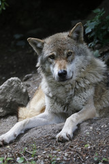 Wolf liegt am Boden, Canis lupus