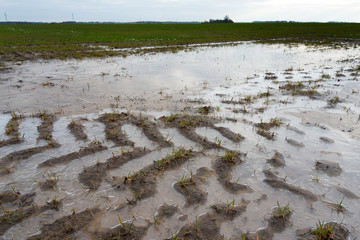 Frozen water on wet wheat field in late autumn.