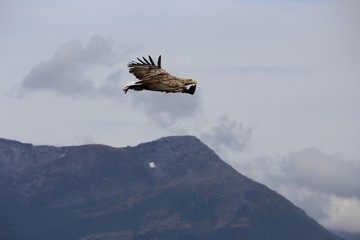 Norwegen, Norway, Seeadler, Sea Eagle