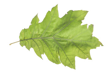 Fototapeta premium Autumn green leaf natural organic plant isolated on white