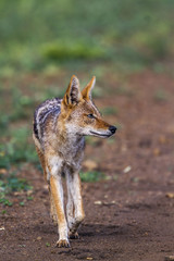 Black backed jackal in Kruger National park, South Africa