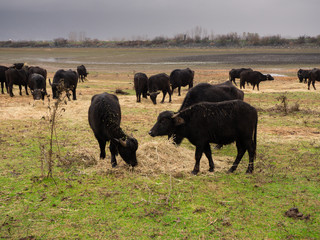 KERKINI, GREECE- 02.12.2017: Herd of black bison feeds on the meadow in Greece