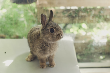 a little baby rabbit lying on the chair, relaxation concept