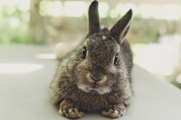 a little baby rabbit lying on the chair, relaxation concept