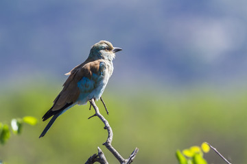 European Roller in Kruger National park, South Africa