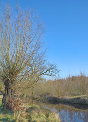 Fototapeta premium Korbweide(Salix viminalis)an der Nette am Niederrhein,Rheinland,NRW,Deutschland