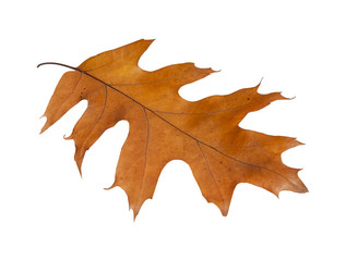 Autumn maple isolated leaf from garden tree on white background