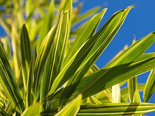 Obraz premium 斑入りタケの葉