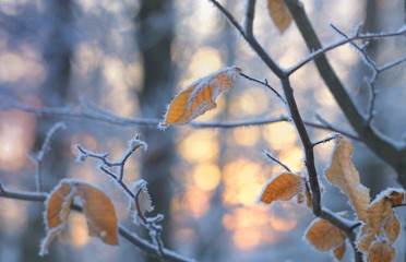 Foliage in winter