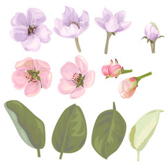 Collection of apple, (cherry, sakura, plum) pink, mauve flowers, spring blossom (bloom). Light floret, buds, green leaves, white background. Digital draw illustration in watercolor style, vector © analgin12